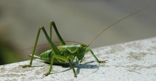 Réf. 215 456 : Tettigonia viridissima